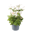 Bild von Vp Anemone P19 Princess Pink